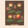 Brookshaw Pl. 25, Peaches/Nectarines - White Avant et al