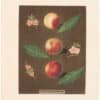 Brookshaw Pl. 29, Peach/ Nectarine - Montawban/ Gross et al