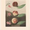 Brookshaw Pl. 31, Peach/ Nectarine - Gallande et al