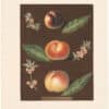 Brookshaw Pl. 33, Peach/ Nectarine - Black Peach et al