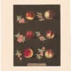 Brookshaw Pl. 34, Peach/ Nectarine - Vermash/ Violet et al