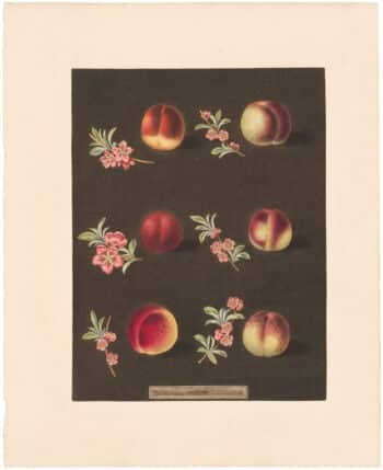 Brookshaw Pl. 34, Peach/ Nectarine - Vermash/ Violet et al