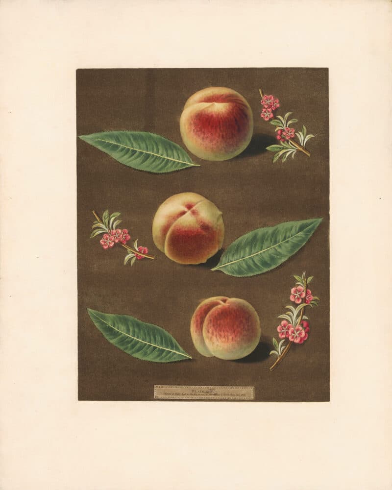 Brookshaw Pl. 35, Bourdine; Nivette, or Bell de Vitry; Late Admirable