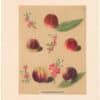 Brookshaw Pl. 37, Peach/ Nectarine - Duc de Tillees et al