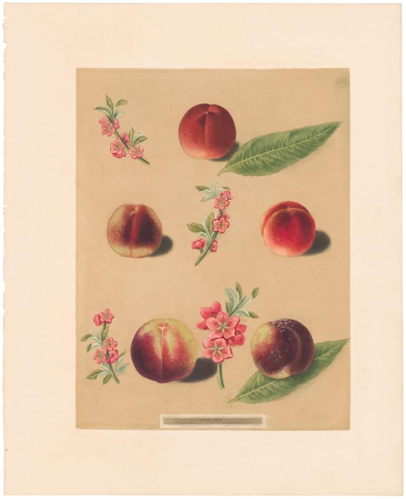 Brookshaw Pl. 37, Peach/ Nectarine - Duc de Tillees et al
