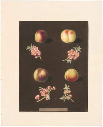 Brookshaw Pl. 38, Peach/ Nectarine - Clarmont et al