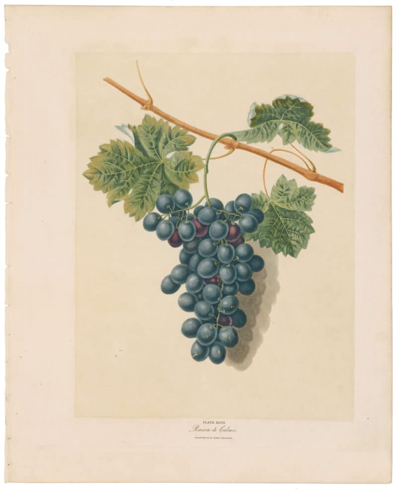 Brookshaw Pl. 47, Grapes - Raison de Calmen