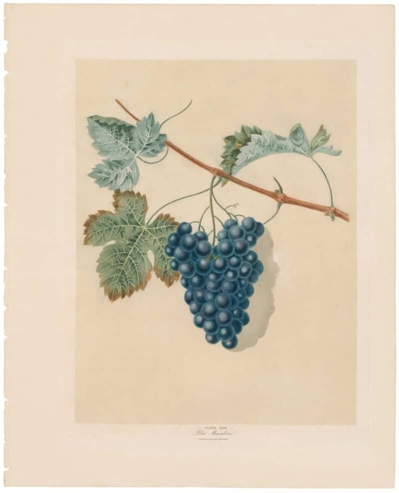 Brookshaw Pl. 49, Grapes - Blue Muscadine