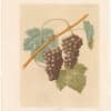 Brookshaw Pl. 55, Grapes - Grizzley Frontiniac