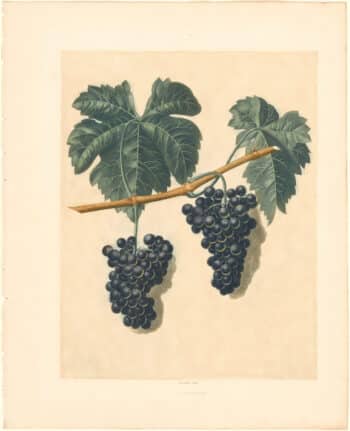 Brookshaw Pl. 61, Lady Bathurst's Tokay grapes