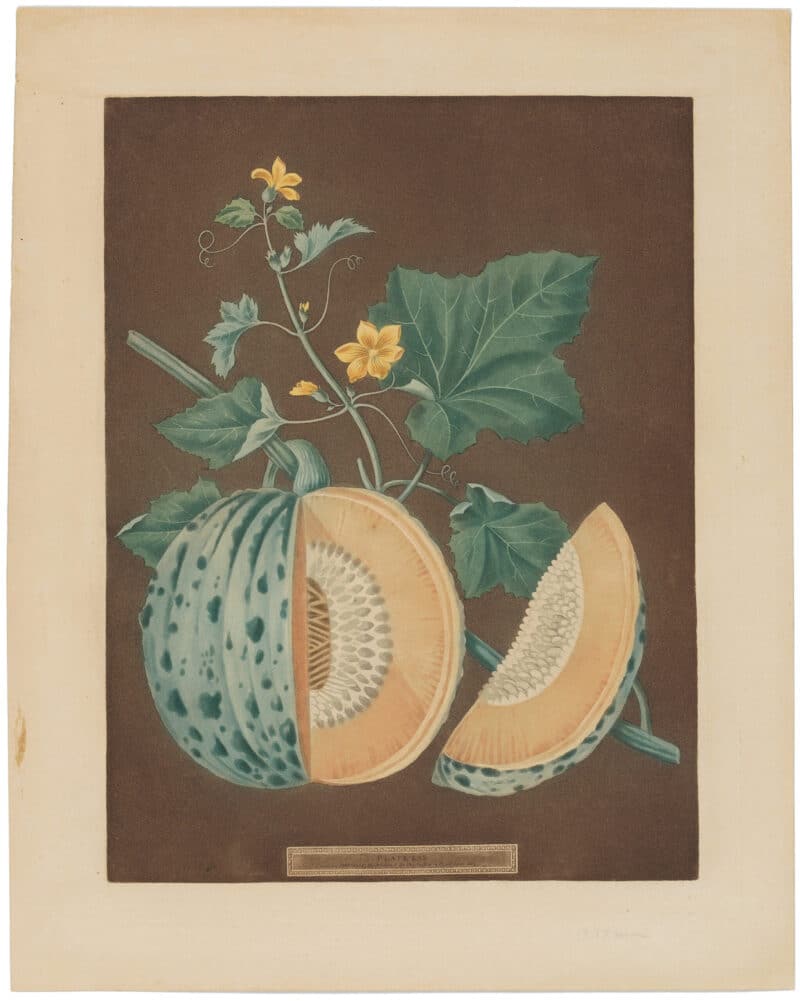 Brookshaw Pl. 70, Melon