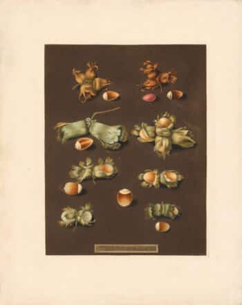 Brookshaw Pl. 73, White Filbert; Scarlet Filbert; Barcelona Filbert; English Cob Nut; two varieties from Isaac Swainson; White Hazle Nut; Brown Hazle Nut