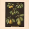 Brookshaw Pl. 76, Petit Muscat; Sweet Sugar; Green Chissel; Citron de Calmes; Jargonelle