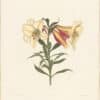 Bury Pl. 2, Japanese Lily