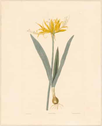 Bury Pl. 3, Golden Hurricane Lily