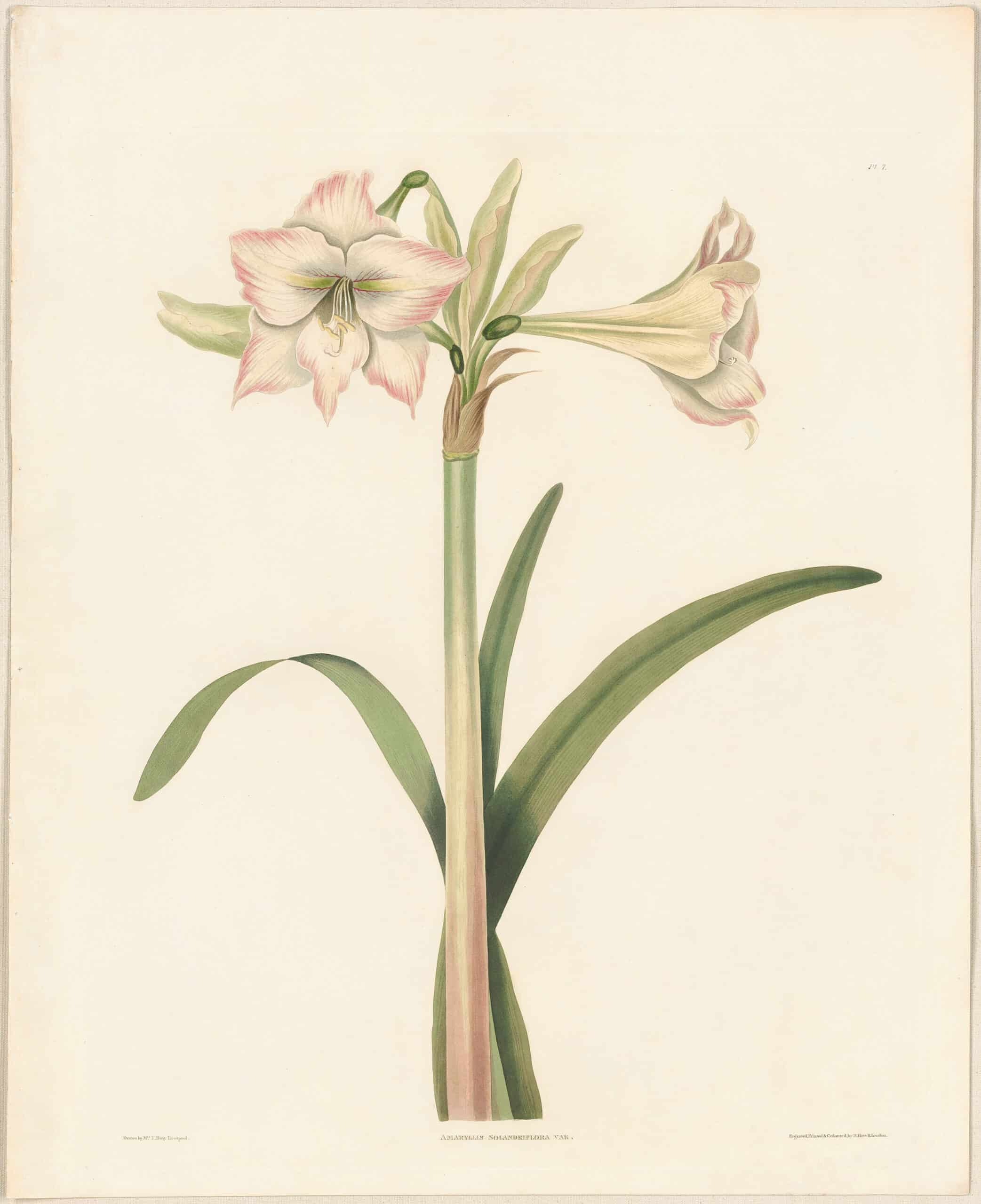 Bury Pl. 7, Solandriflora Amaryllis | A Selection of Hexadrian