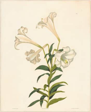 Bury Pl. 8, Easter Lily