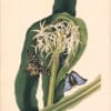 Bury Pl. 11, Botany-bay Lily
