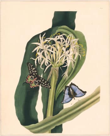 Bury Pl. 11, Botany-bay Lily