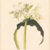 Bury Pl. 17, Crinum giganteum