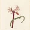 Bury Pl. 29, Milk-and-wine Lily