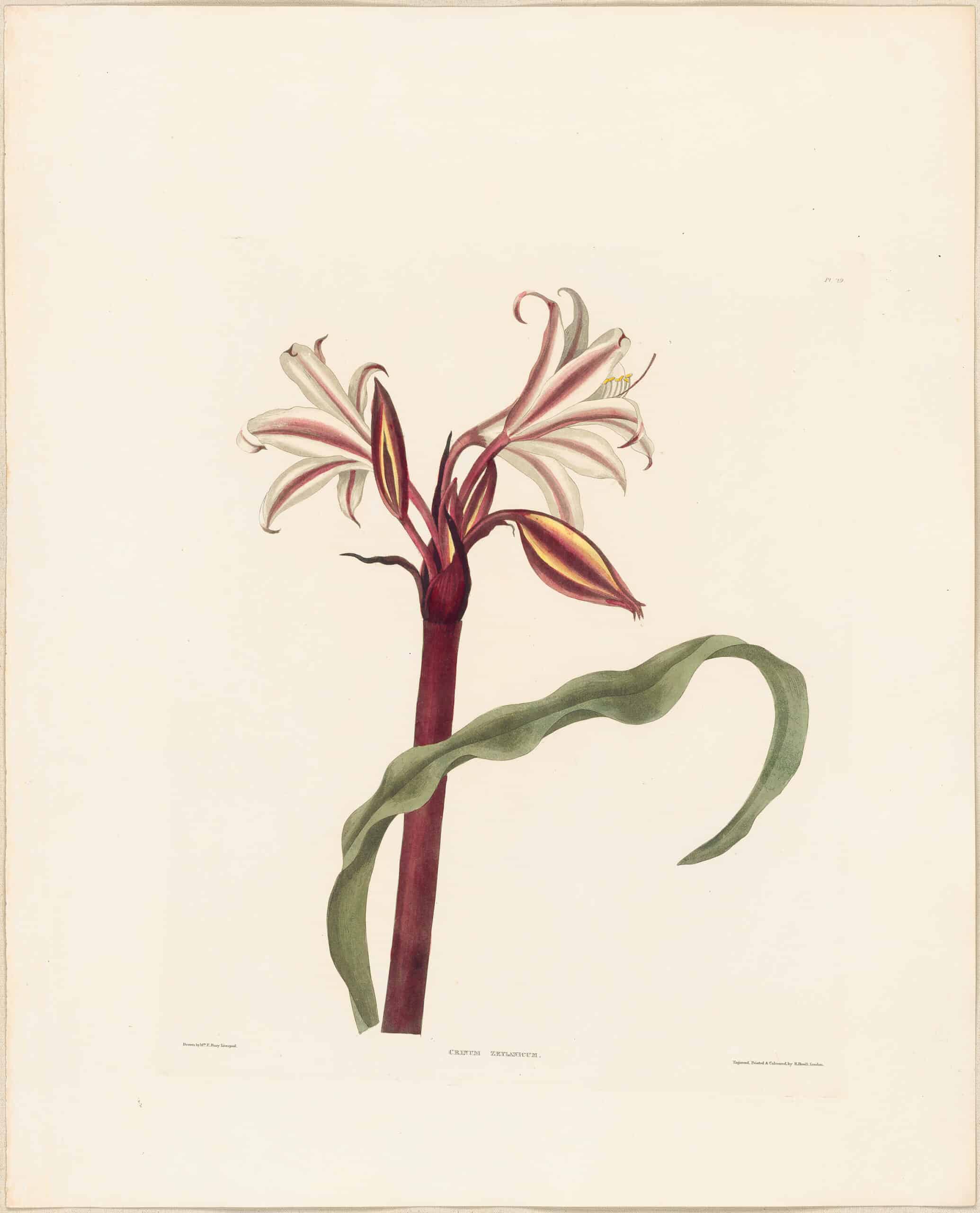 Bury Pl. 29, Milk-and-wine Lily