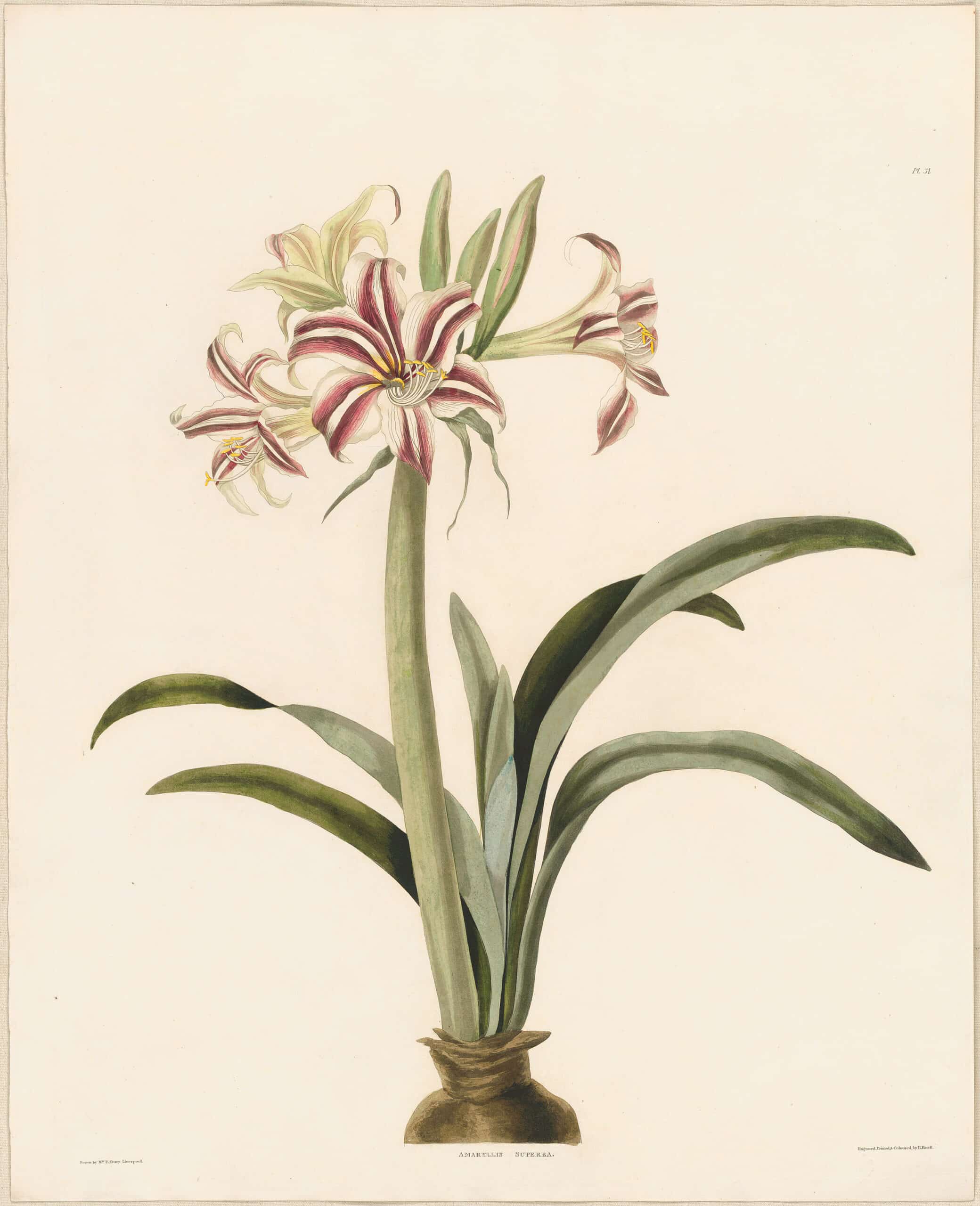 Bury Pl. 31, Superior Variegated Amaryllis | A Selection of