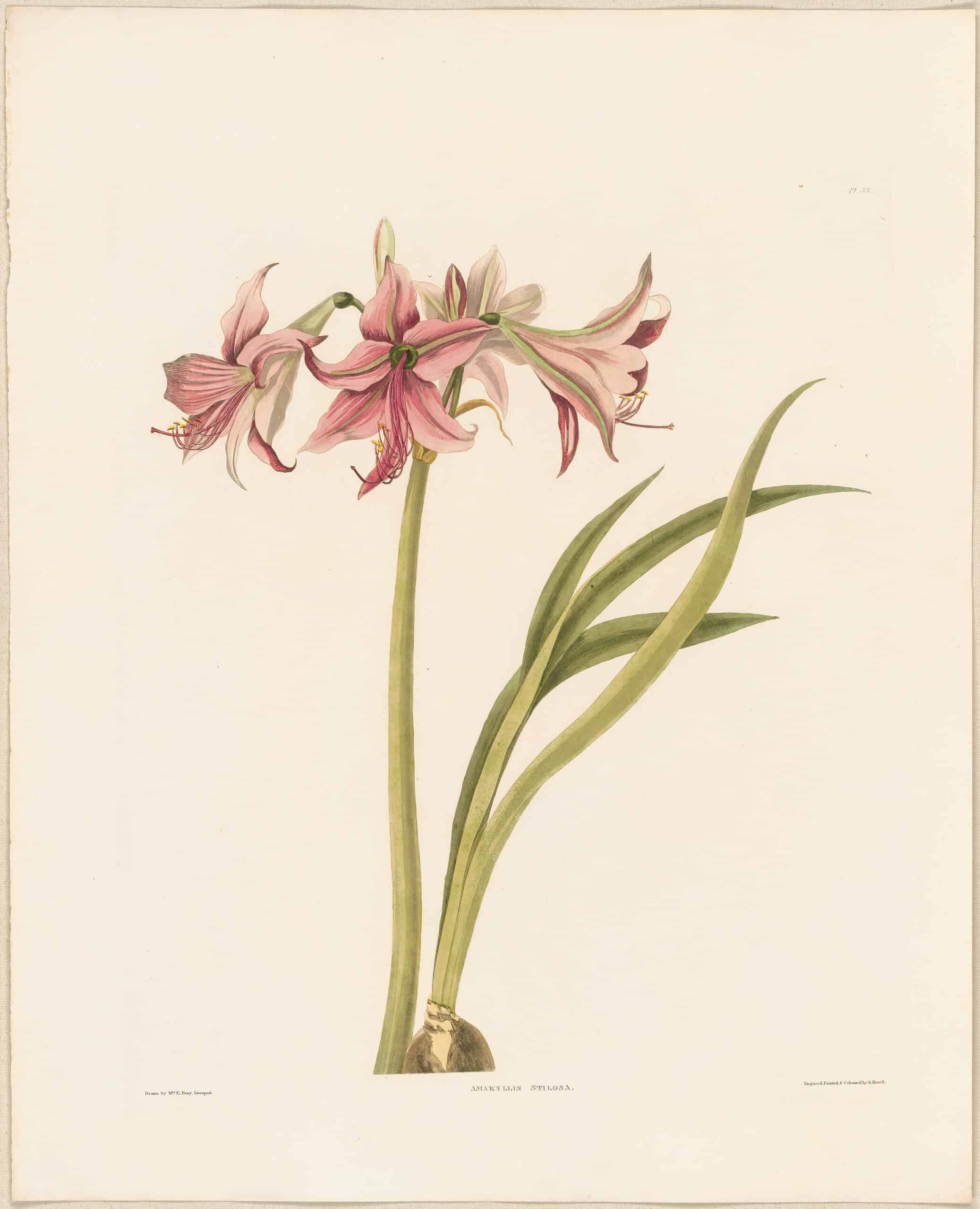 Bury Pl. 33, Stilosa Amaryllis
