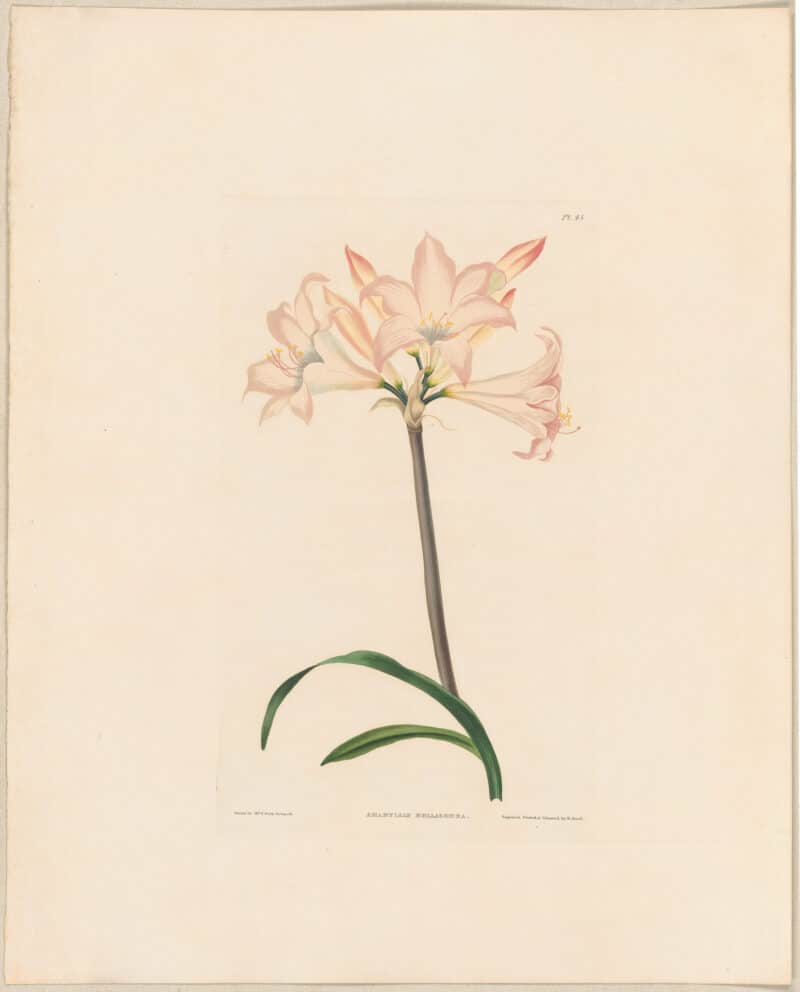 Bury Pl. 45, March Lily