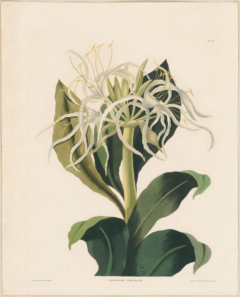 Bury Pl. 47, Pancratium Speciosum