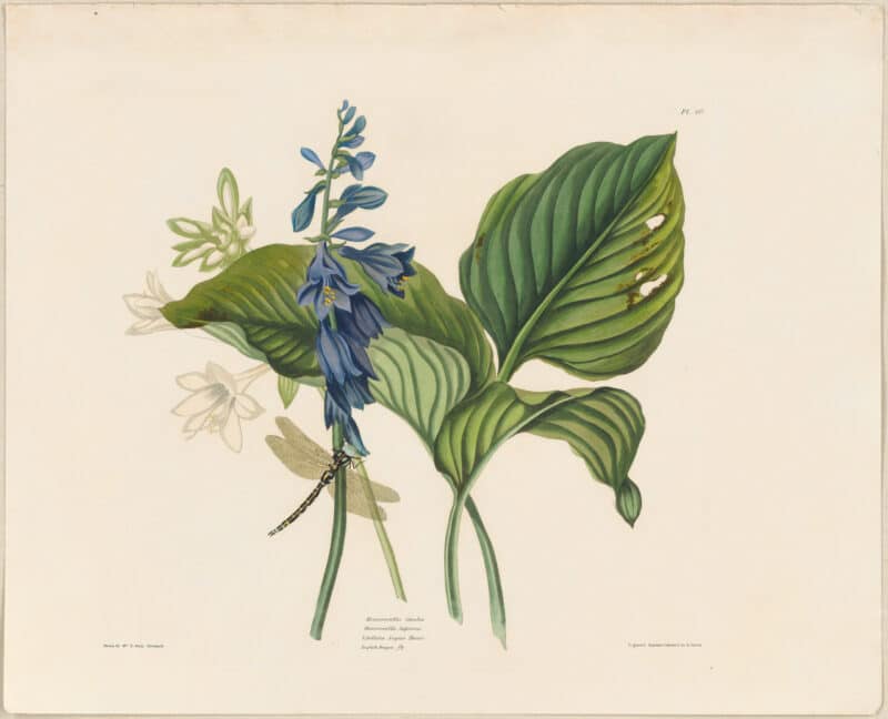 Bury Pl. 50, Hemerocallis Caerulea