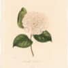 Berlese Pl. 5, Camellia Colvillii