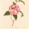 Berlese Pl. 9, Camellia Donckloari