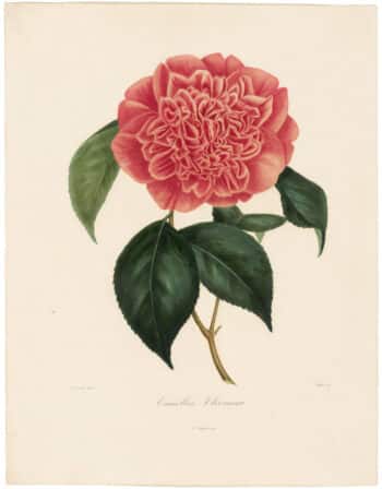 Berlese Pl. 11, Camellia Cliviana