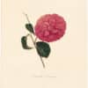 Berlese Pl. 23, Camellia Concinna