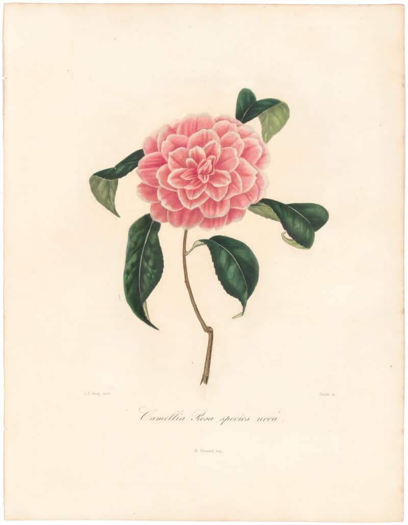 Berlese Pl. 32, Camellia Rosa, Species Nova