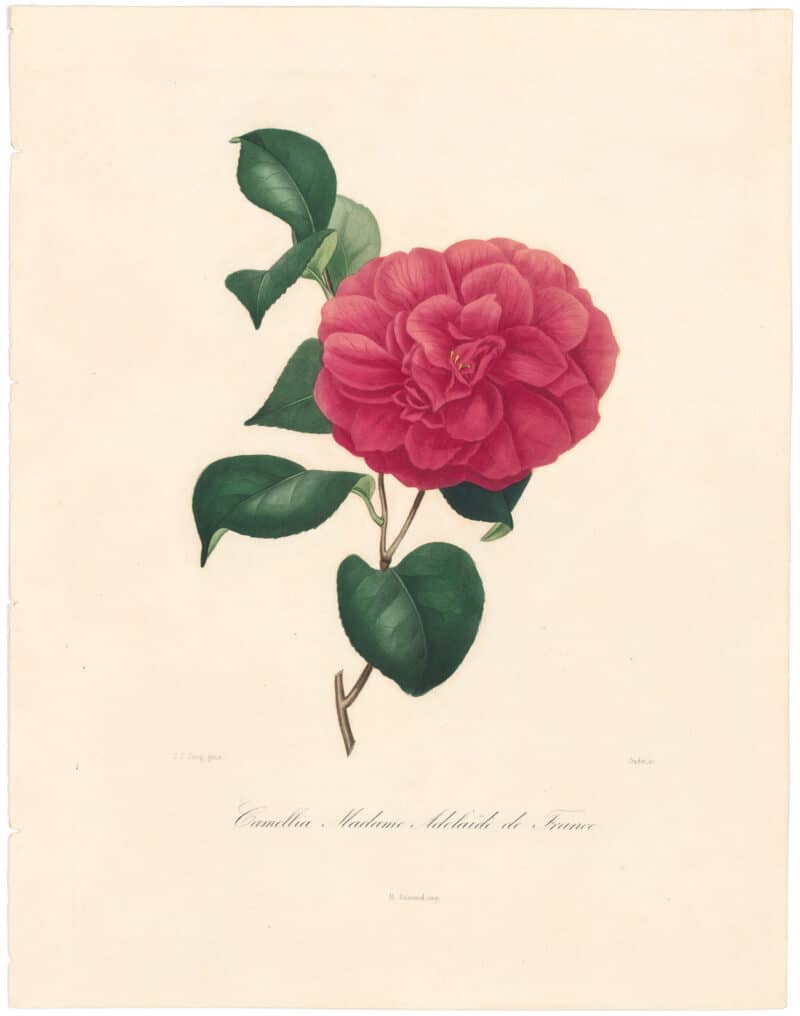 Berlese Pl. 46, Camellia Adelaide (Madame)