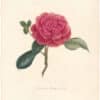 Berlese Pl. 47, Camellia Bucksii Vera