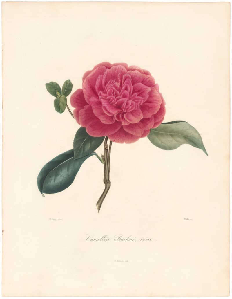 Berlese Pl. 47, Camellia Bucksii Vera