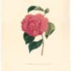 Berlese Pl. 48, Camellia Rossiana Superba