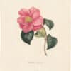 Berlese Pl. 49, Camellia Aitonia