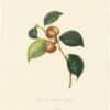 Berlese Pl. 50, Camellia Aitonia Son Fruit