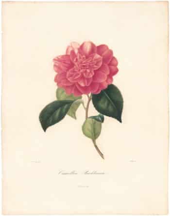 Berlese Pl. 52, Camellia Buckliana