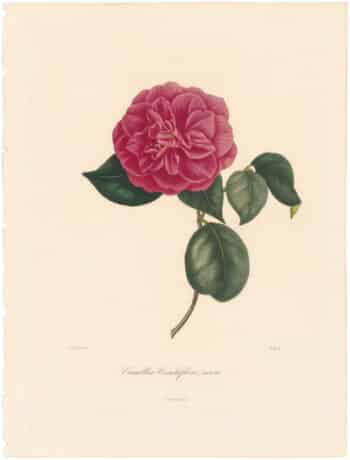 Berlese Pl. 53, Camellia Conchiflora Nova