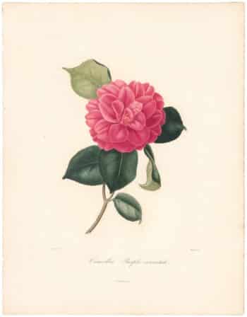 Berlese Pl. 55, Camellia Purple Naratah