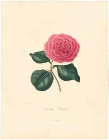 Berlese Pl. 56, Camellia Hookerii