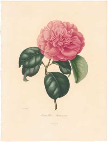 Berlese Pl. 59, Camellia Formosissima