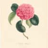 Berlese Pl. 60, Camellia Mackeyana