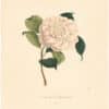 Berlese Pl. 63, Camellia Delicatissima