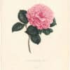 Berlese Pl. 66, Camellia Masterii